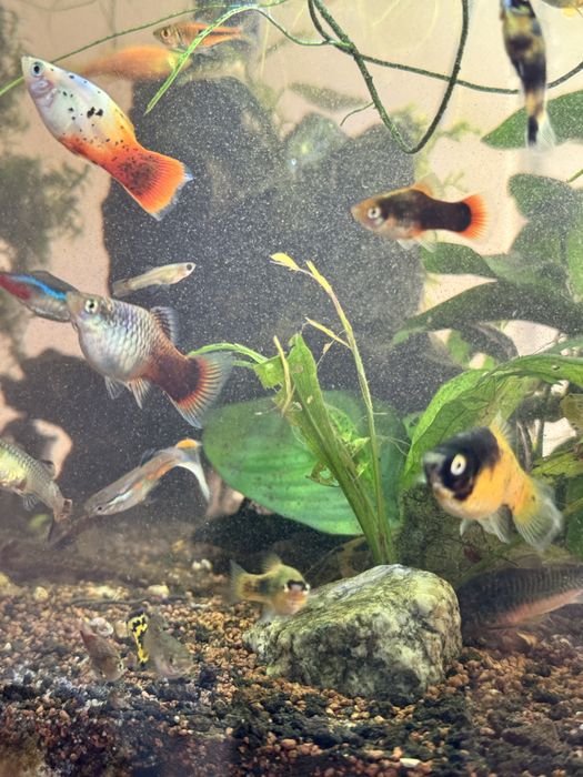 Vand cativa pestisori/melci/plante plutitoare