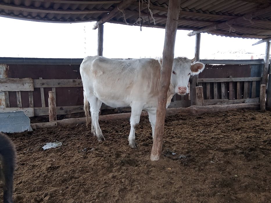 Қашар сатамын қаладан 50 шақырым, ұрғашы баспақта бар, қашррлар буаз