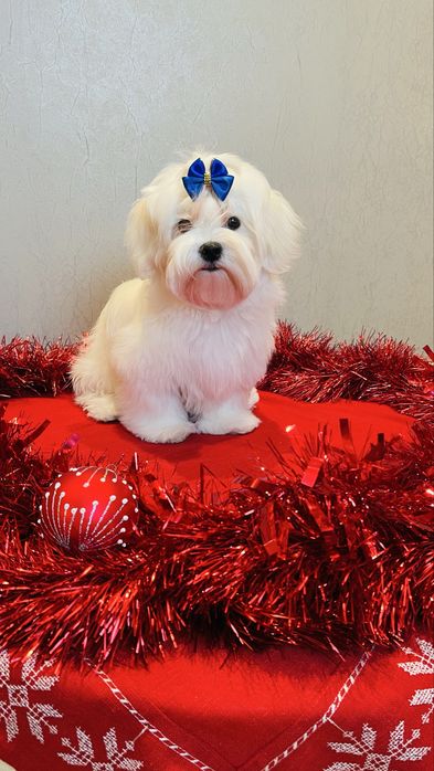 Щенки Мальтезе , Maltese