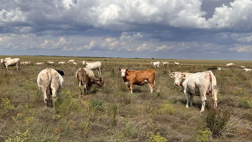 Продам КРС яловые , полтарашки, телята подсосные.