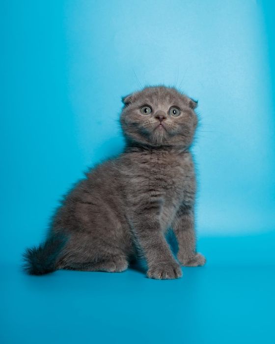 Шотландский вислоухий котенок
