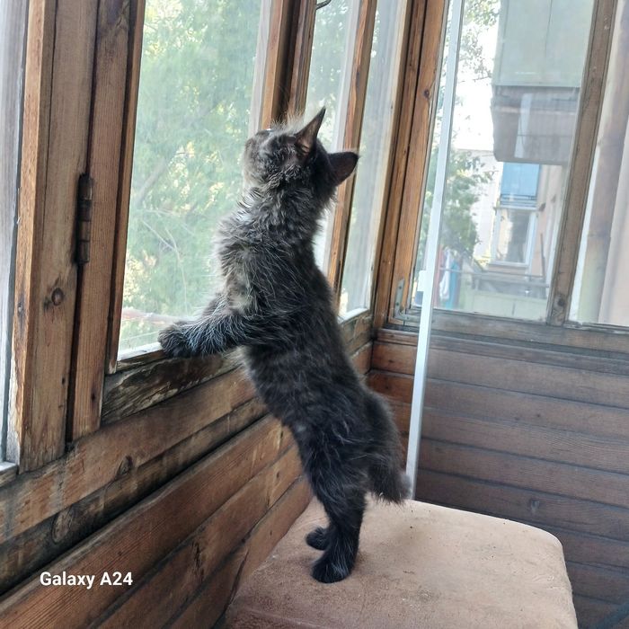 Отдам  котят в добрые руки