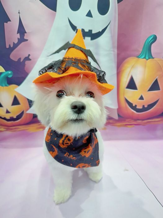 Salon Coafura Canina Arad -centru!