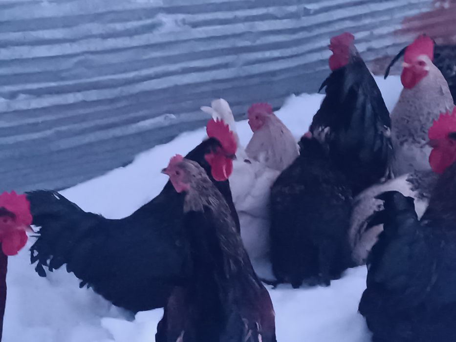 Әтештер бар 15 те