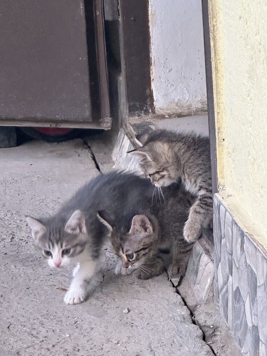 Котята в добрые руки