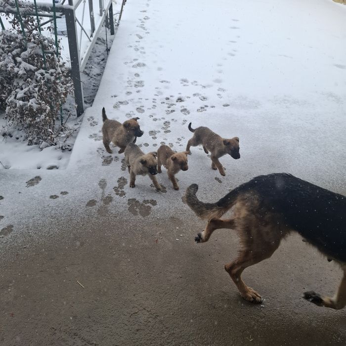 Щенки отдам в хорошие руки