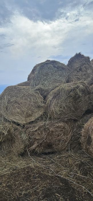 Продам сено рулонные прошлого года