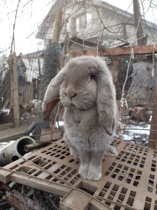 Vând iepuri berbec german