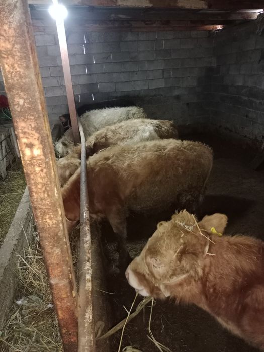 быр жасар еркек буқаша