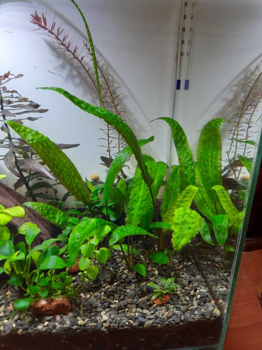 Криптокарина Гудоро