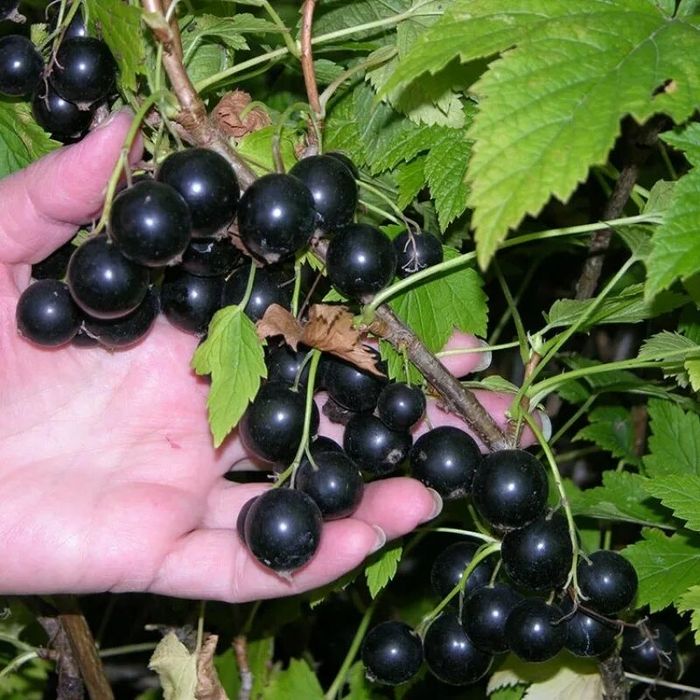 Продам черную смородину