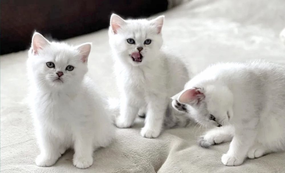 Кошечки и коТики БриТансКие,
