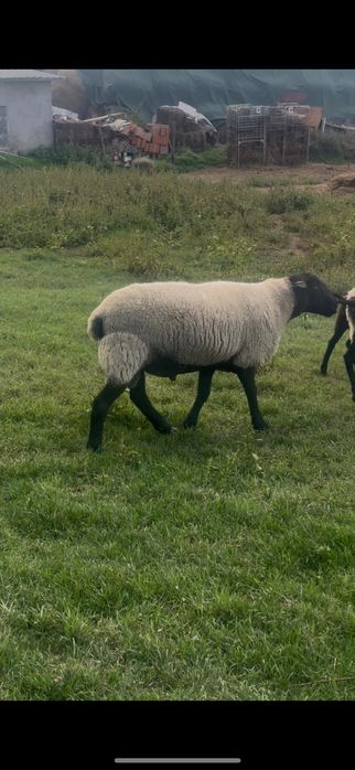 Berbec suffolk de 2 ani