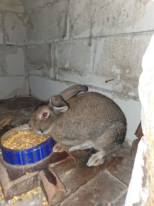 Iepure  mascul frumos