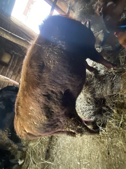 Продается два бычка один тёлка