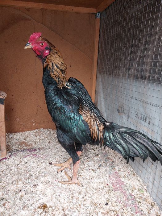 Dakan xo'roz privaznoy