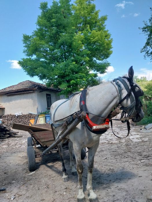 Iapă de vânzare!