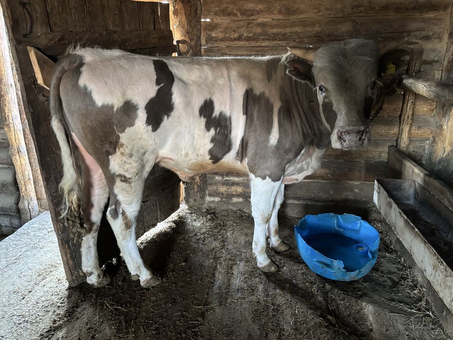 Продам быка производителя