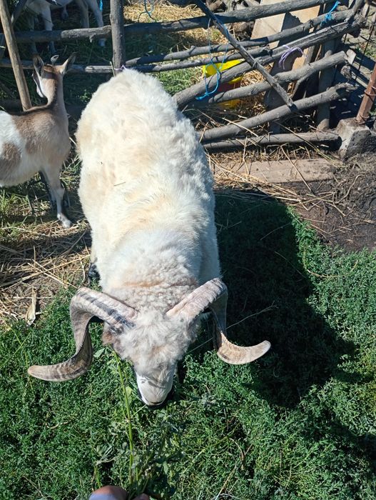 Vând berbec brez de 1 an