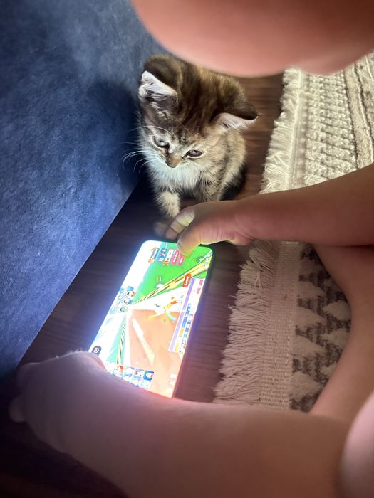 Отдам котенка 2,5 меяца