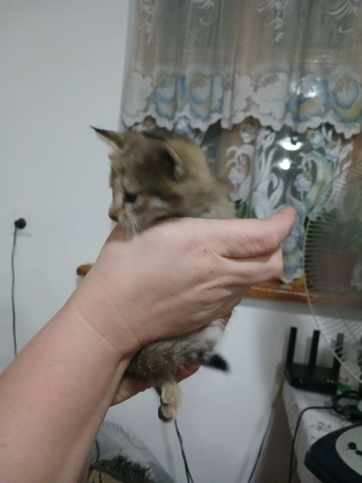 Котенок  девочка