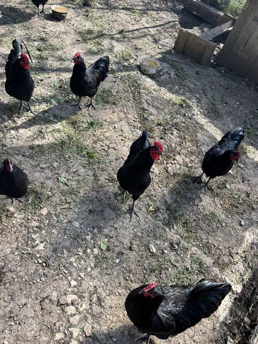 Cocosi Australorp