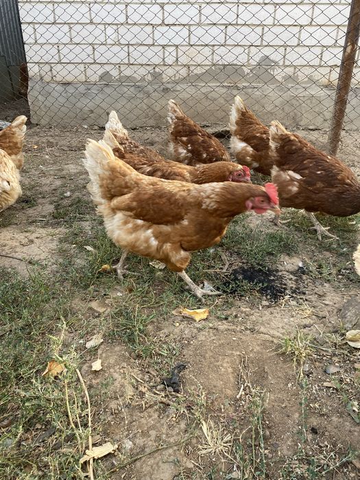 Продам кур 7айлық