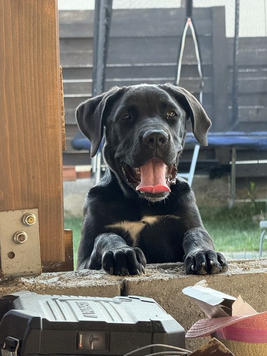 Donez metis Cane Corso