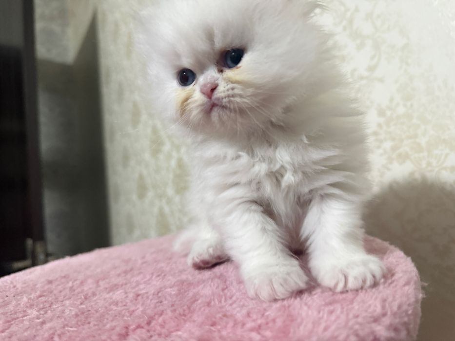 Baietel persan 6 saptamani