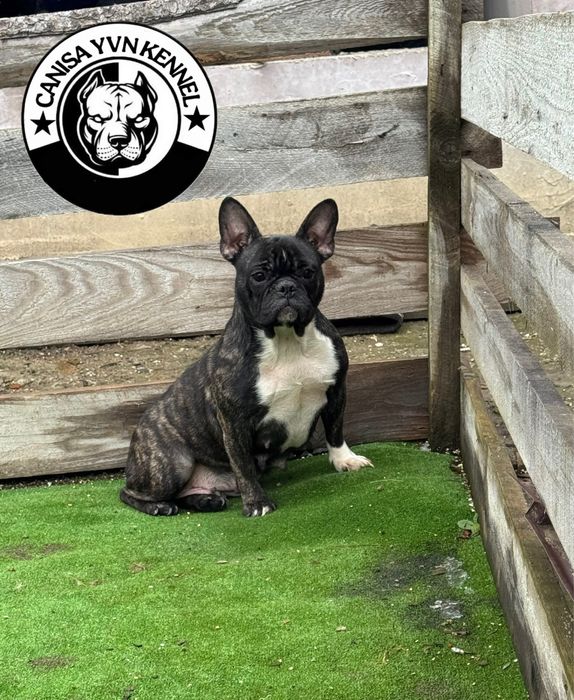 Femela buldog francez