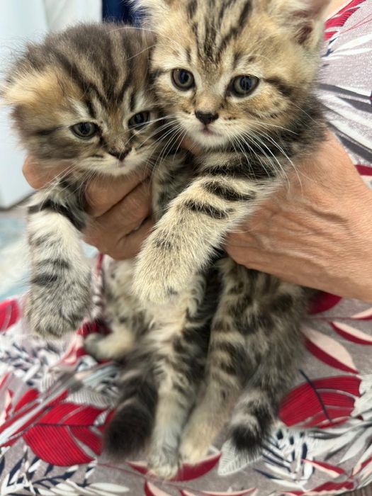 Продам шотланских котят