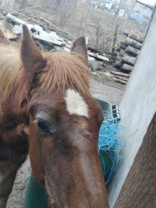 Mânz cal mânză iapa