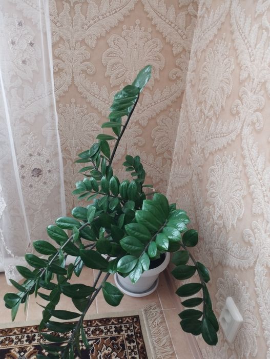 Комнатные цветочки