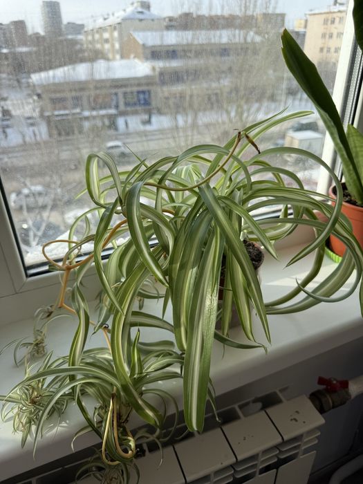 Комнатное растение хлорофитум