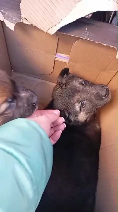 Подбросили щенков. Нужен дом! Срочно!