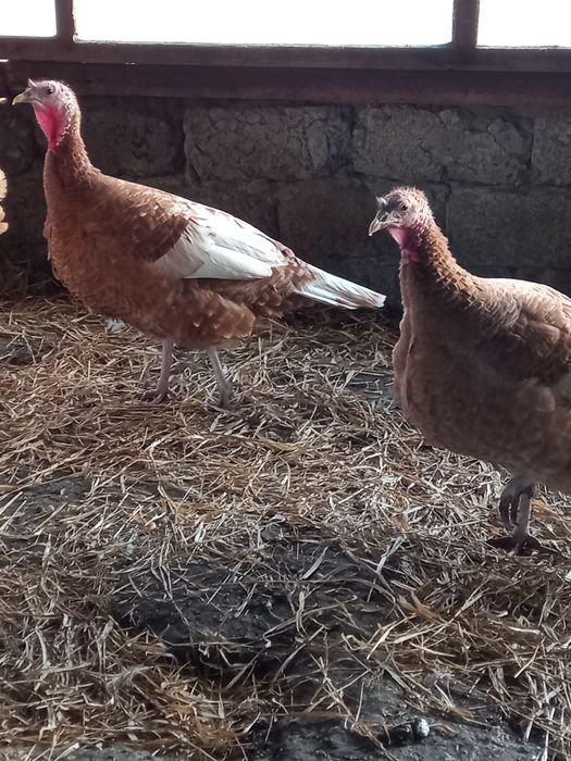 Индюки палевые, пешите вотцап