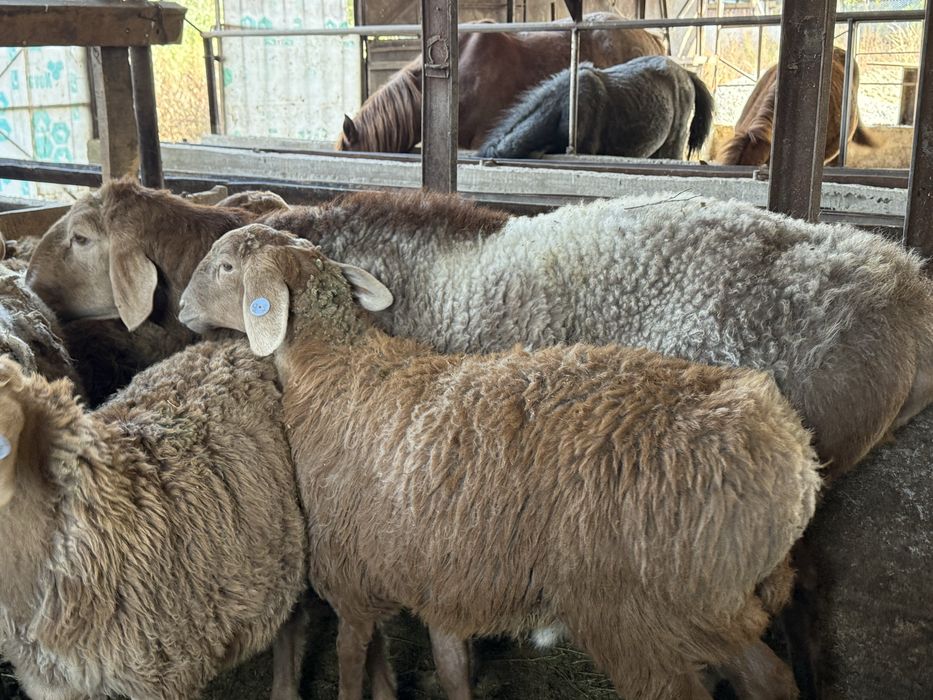 Кошкар гиссар на племя