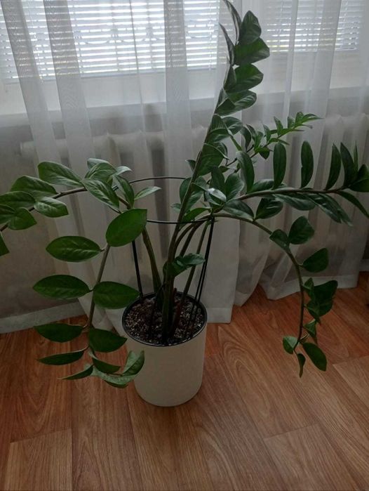 Домашние цветы Зачаганск