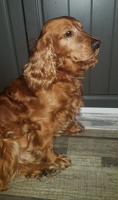 Ищем девочку чистокровную