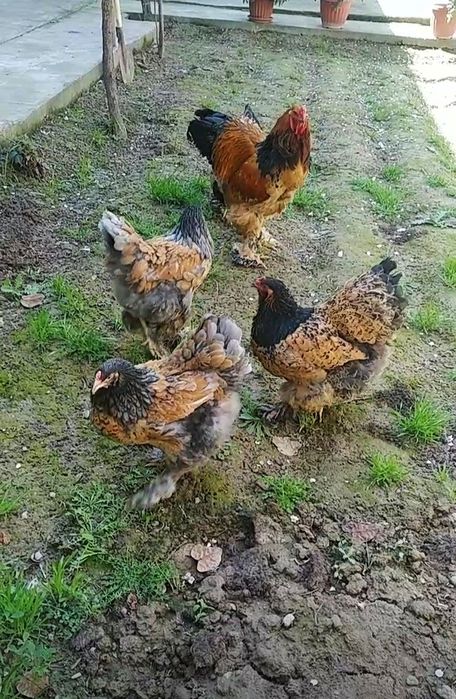 Brama Tuxm jojalari bor