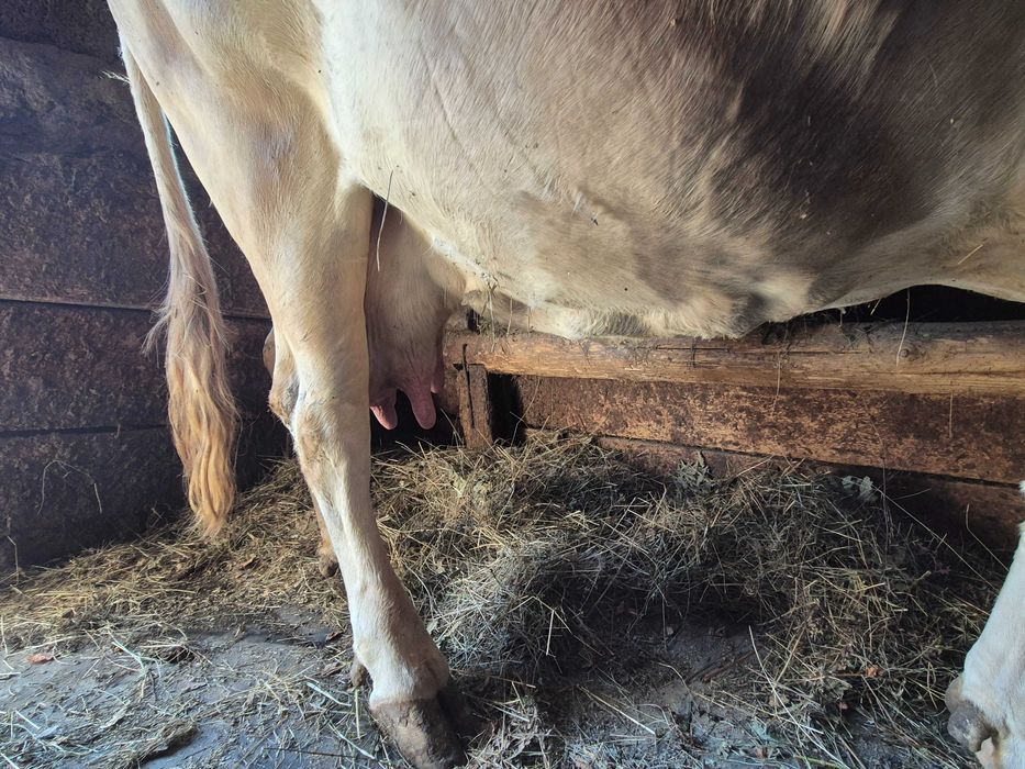 Vaca Gestanta 8 luni si jumatate 20L