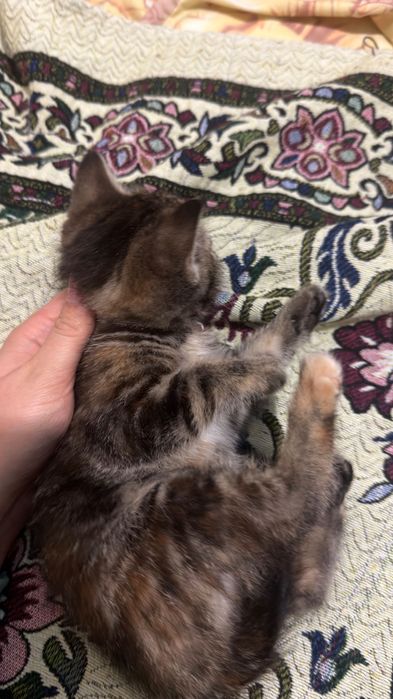 Маленькие котята