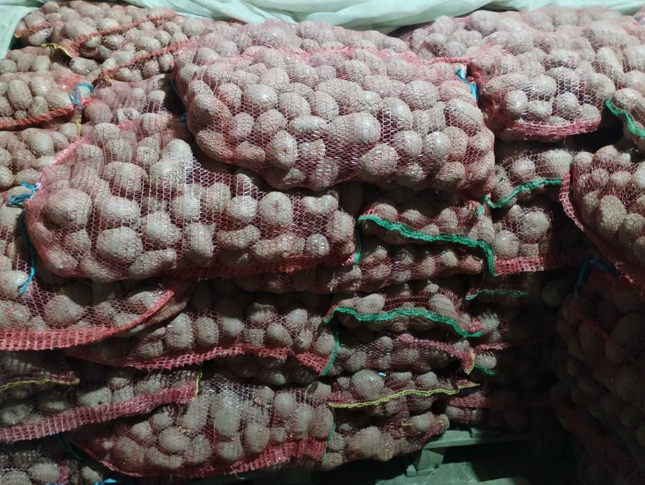 Cartofi rosii Laura samanta/consum