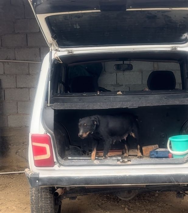 Ягдтерьер ягдтерьер