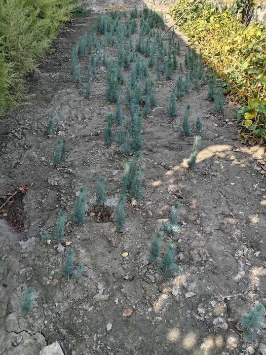 Сосна ва бошқа турдаги арчалар!