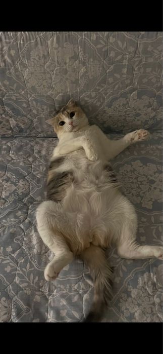 Кошке полтора года