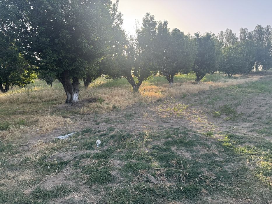 Tayyor 25 gektar bog sotiladi