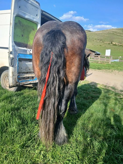 Vand sau schimb armasar