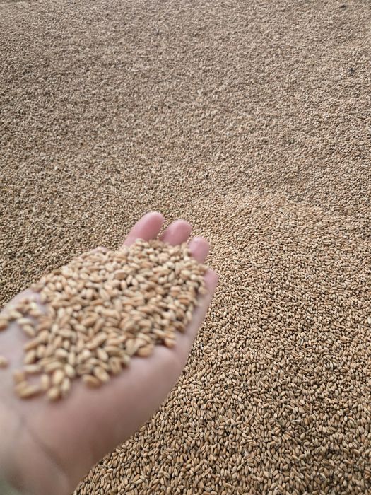 Grâu productie 2025