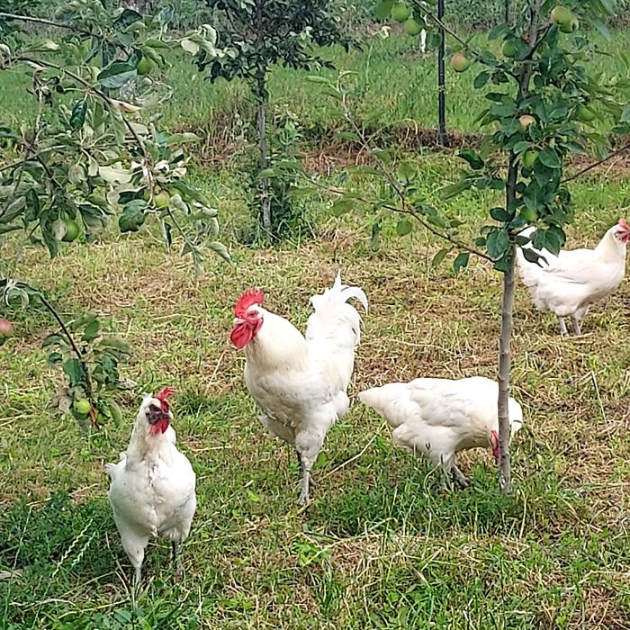 Familie de La bresse 4+1